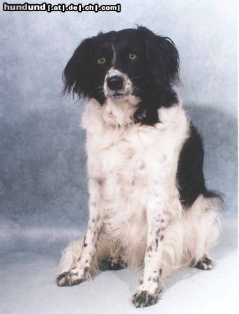 Stabyhond - Stabijhoun Friese Staby - 6 years old - female