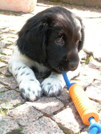 Stabyhond - Stabijhoun Finja, 8 Wochen alt