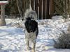 Stabyhond - Stabijhoun Foto: Finja, 3 Jahre alt (ID 46800) Stabyhond - Stabijhoun Hund