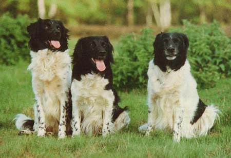 Stabyhond - Stabijhoun