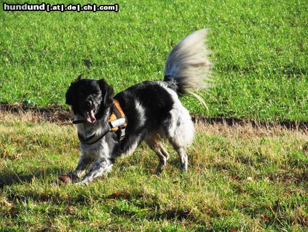 Stabyhond - Stabijhoun Spaaaß!