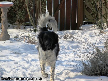 Stabyhond - Stabijhoun Finja, 3 Jahre alt