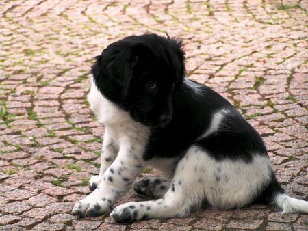 Stabyhond - Stabijhoun Finja, 8 Wochen alt