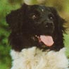 Stabyhond - Stabijhoun Stabyhond - Stabijhoun
