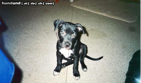 Staffordshire Bullterrier Hunde Foto 4901 Staffordshire Bullterrier Klein Shiva