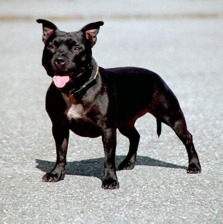 Staffordshire Bullterrier Hunde Foto 962 Staffordshire Bullterrier Mighty Lady vom Crown Hill