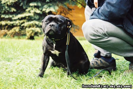 Staffordshire Bullterrier Hunde Foto 8993 Staffordshire Bullterrier Angel (Ch.Cheerstaff No Retreat)