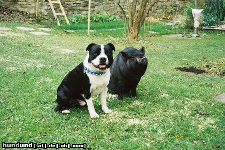 Staffordshire Bullterrier Hunde Foto 5814 Staffordshire Bullterrier Ch.Cheerstaff Pied Piper(Cyrano)+Zwergschwein Britney