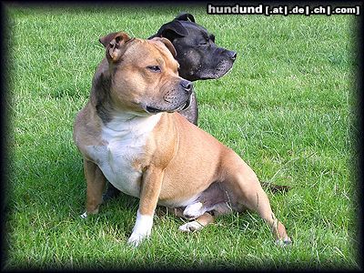 Staffordshire Bullterrier Hunde Foto 9160 Staffordshire Bullterrier Brenda und Macho