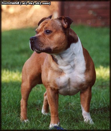 Staffordshire Bullterrier Hunde Foto 13791 Staffordshire Bullterrier Unser Chef Macho