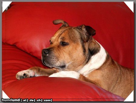 Staffordshire Bullterrier Hunde Foto 24086 in höherer Auflösung ansehen Staffordshire Bullterrier Machos Fernsehzeit