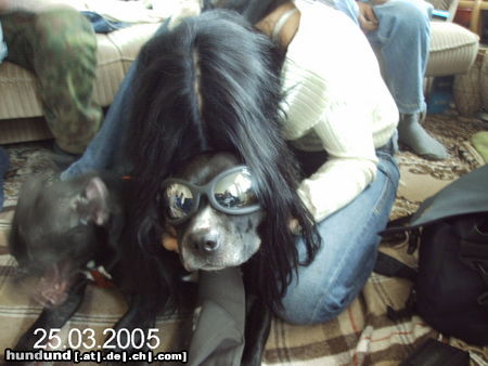 Staffordshire Bullterrier Hunde Foto 24712 Staffordshire Bullterrier its cool mam - SAMMY