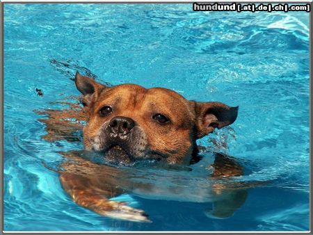 Staffordshire Bullterrier Hunde Foto 22782 in höherer Auflösung ansehen Staffordshire Bullterrier Der Schwimmer
