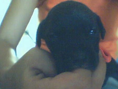 Staffordshire Bullterrier Hunde Foto 39615 in höherer Auflösung ansehen Staffordshire Bullterrier Kommt zwar nix raus aber finger lutschen ist auch gut