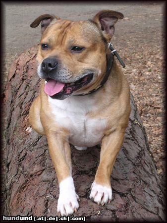 Staffordshire Bullterrier Hunde Foto 9983 Staffordshire Bullterrier Der Macho 2004