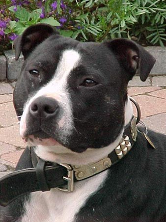 Staffordshire Bullterrier Hunde Foto 424 Staffordshire Bullterrier Josha