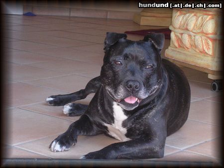 Staffordshire Bullterrier Hunde Foto 13390 Staffordshire Bullterrier Sommer August 3.08.