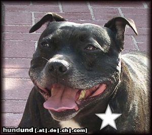 Staffordshire Bullterrier Hunde Foto 10397 Staffordshire Bullterrier Brenda
