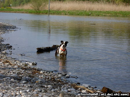 Staffordshire Bullterrier Abkühlung