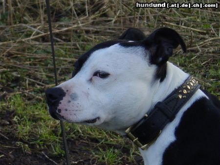 Staffordshire Bullterrier Hunde Foto 3510 Staffordshire Bullterrier Name: Bulles