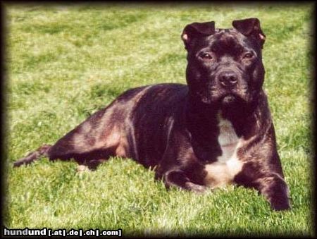 Staffordshire Bullterrier Hunde Foto 10566 Staffordshire Bullterrier Brenda im Garten beim sonnen