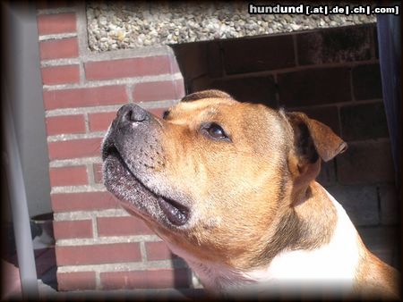 Staffordshire Bullterrier Hunde Foto 13391 Staffordshire Bullterrier Sommer August 3.08.