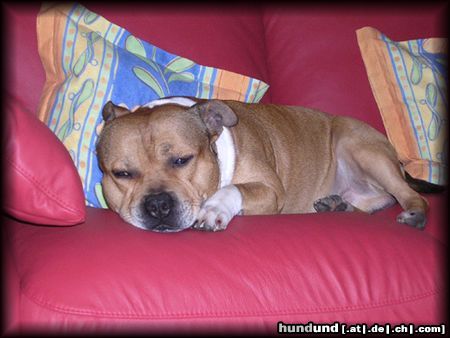 Staffordshire Bullterrier Bin ich müde