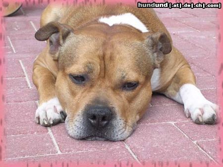 Staffordshire Bullterrier Hunde Foto 10567 Staffordshire Bullterrier Der ''Macho''
