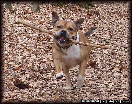 Staffordshire Bullterrier Hunde Foto 14573 Staffordshire Bullterrier Oh ist der schwer der Stock