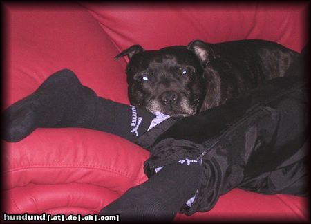 Staffordshire Bullterrier Hunde Foto 9786 Staffordshire Bullterrier Der lieblingsplatz von Brenda