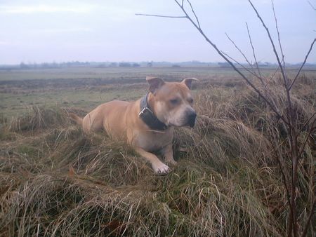 Staffordshire Bullterrier MIKE