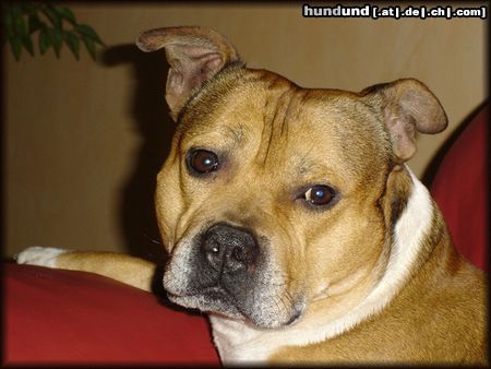 Staffordshire Bullterrier Hunde Foto 18164 in höherer Auflösung ansehen Staffordshire Bullterrier Was kuckst du
