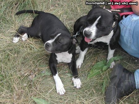 Staffordshire Bullterrier Hunde Foto 6859 Staffordshire Bullterrier Eddie & Mama Shelly