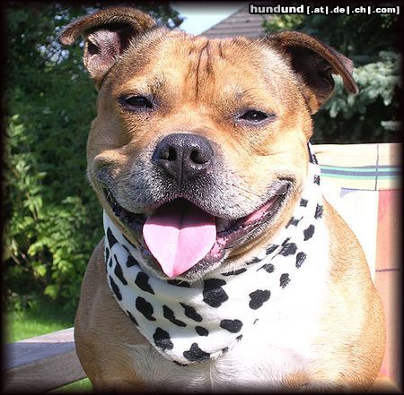 Staffordshire Bullterrier Hunde Foto 12667 Staffordshire Bullterrier \'\'Mein Macho\'\'