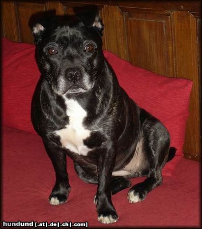 Staffordshire Bullterrier Hunde Foto 18165 in höherer Auflösung ansehen Staffordshire Bullterrier Hündin Brenda