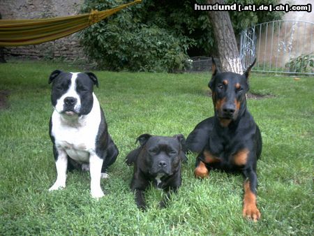 Staffordshire Bullterrier Meine beiden Staff.Bull.und mein Dobi