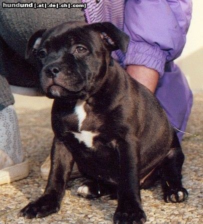 Staffordshire Bullterrier Hunde Foto 8992 Staffordshire Bullterrier Angel (Ch.Cheerstaff No Retreat) 6 Wochen alt
