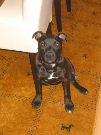 Staffordshire Bullterrier Hunde Foto 31305 Staffordshire Bullterrier Anuba beim doof schauen!!