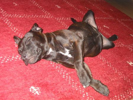Staffordshire Bullterrier Hunde Foto 31304 Staffordshire Bullterrier Mein Kampfhund !!?? beim heidi machen!