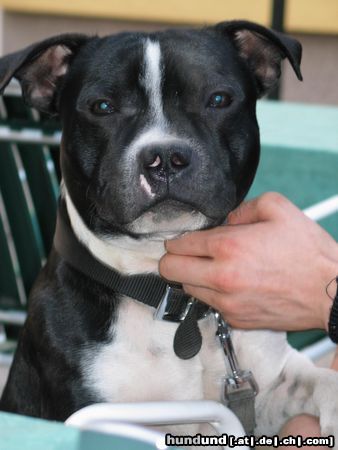 Staffordshire Bullterrier Hunde Foto 4549 Staffordshire Bullterrier Cheerstaff Renown Spirit, Cyranos Sohn :-)