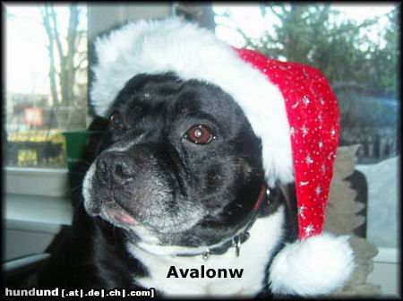 Staffordshire Bullterrier Bein Liebling Avalonw