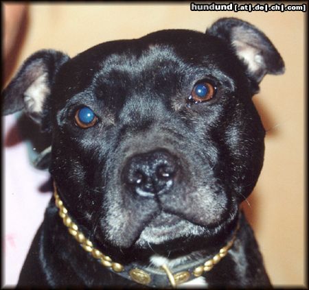 Staffordshire Bullterrier Hunde Foto 13797 Staffordshire Bullterrier Meine Staffbull- Hündin Brenda