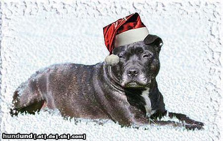 Staffordshire Bullterrier Hunde Foto 16277 in höherer Auflösung ansehen Staffordshire Bullterrier Meine Weihnachtsfee Brenda