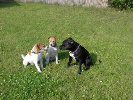 Staffordshire Bullterrier Hunde Foto 39121 Staffordshire Bullterrier Das