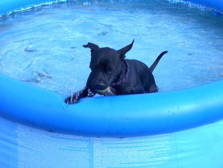 Staffordshire Bullterrier Hunde Foto 39122 Staffordshire Bullterrier Sidney voll in Aktion