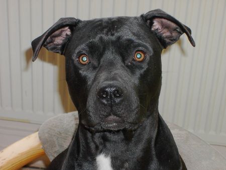 Staffordshire Bullterrier Hunde Foto 39145 Staffordshire Bullterrier Hää??!!Was ist los??