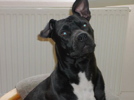 Staffordshire Bullterrier Hunde Foto 39144 Staffordshire Bullterrier Meine Sidney,11Monate