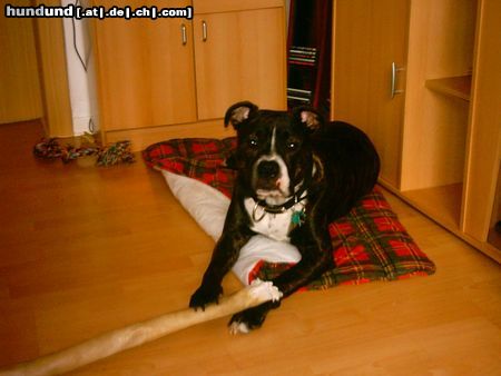 Staffordshire Bullterrier Hunde Foto 17639 Staffordshire Bullterrier Ceus