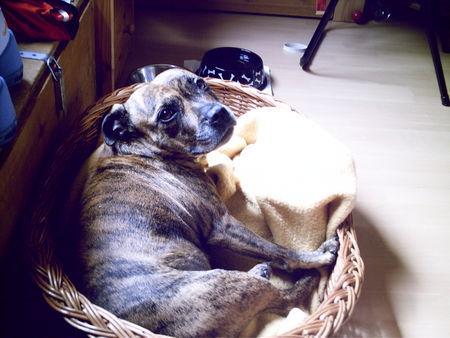 Staffordshire Bullterrier Hunde Foto 39115 Staffordshire Bullterrier Queeny