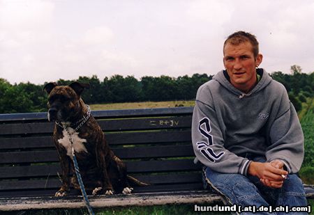 Staffordshire Bullterrier Hunde Foto 9074 Staffordshire Bullterrier Lissy und Hasi am Alfsee